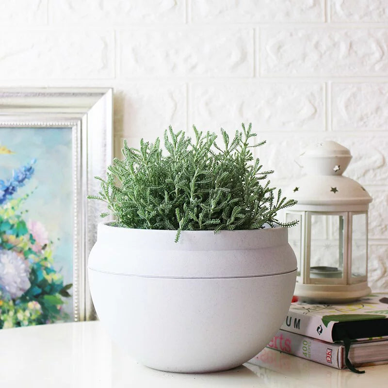 薰衣草棉 | 黃色球狀花朵 | 棉杉菊 | 陽光植物