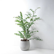 蘋果桉 | 尤加利的香氣 | 蘋果尤加利 | 陽光植物