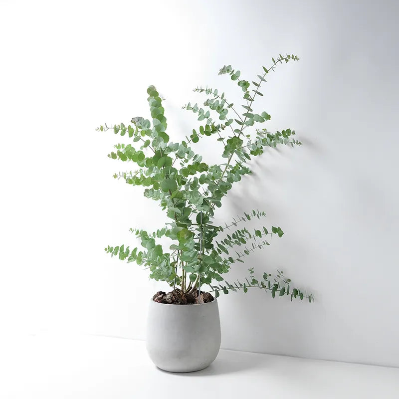 蘋果桉 | 尤加利的香氣 | 蘋果尤加利 | 陽光植物