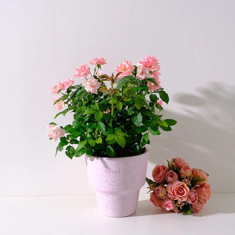 迷你玫瑰|微型月季|好照顧|食用花|花色隨機出貨|陽光植物