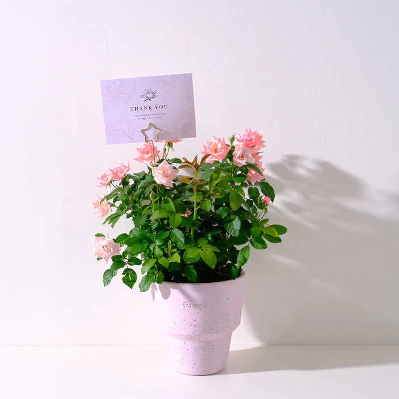 迷你玫瑰|微型月季|好照顧|食用花|花色隨機出貨|陽光植物