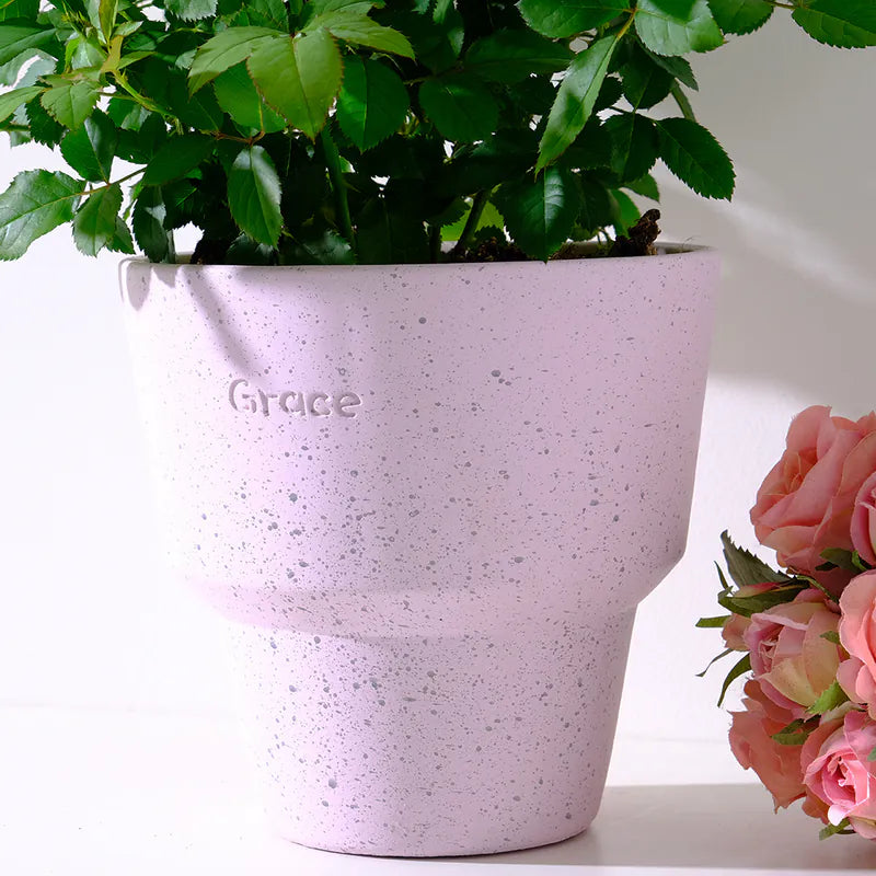 迷你玫瑰|微型月季|好照顧|食用花|花色隨機出貨|陽光植物