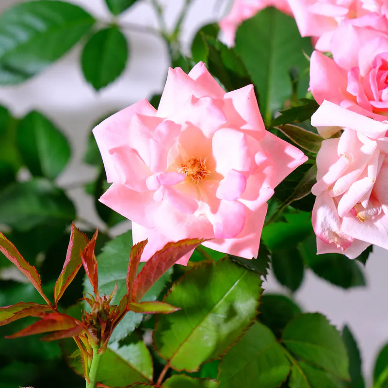 迷你玫瑰|微型月季|好照顧|食用花|花色隨機出貨|陽光植物