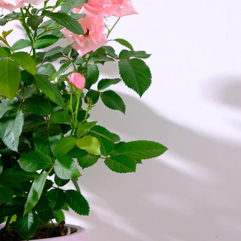 迷你玫瑰|微型月季|好照顧|食用花|花色隨機出貨|陽光植物