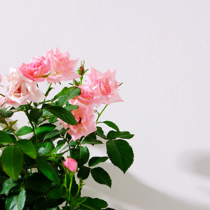 迷你玫瑰|微型月季|好照顧|食用花|花色隨機出貨|陽光植物