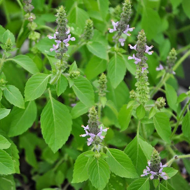 印度聖蘿勒 | 荼喜Tulsi | holy basil | 祭祀用的植物 | 陽光植物