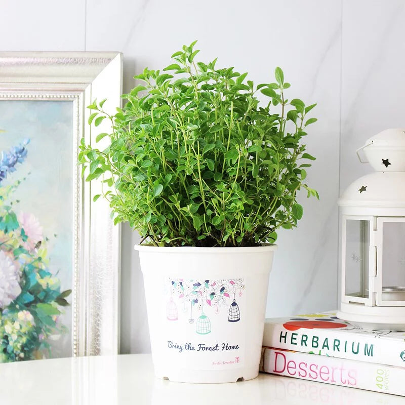 義大利馬約蘭|義大利奧勒岡|舒服的木質香氣|精油|泡茶|陽光植物