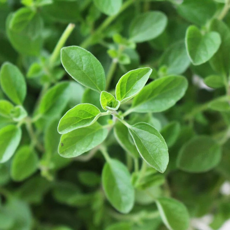 義大利馬約蘭|義大利奧勒岡|舒服的木質香氣|精油|泡茶|陽光植物