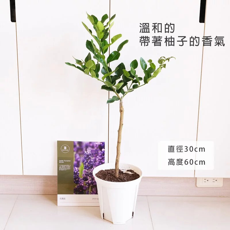 泰式檸檬 | 卡菲爾萊姆葉 | 泰國檸檬果 | 泰國醜檸 | 嫁接法長得快 | 陽光植物
