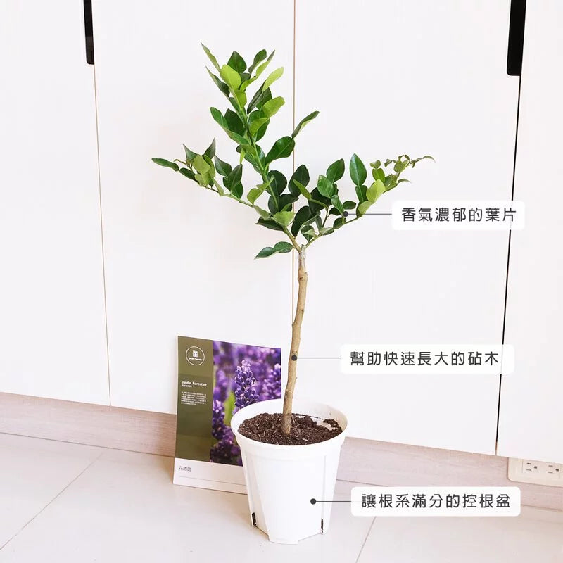 泰式檸檬 | 卡菲爾萊姆葉 | 泰國檸檬果 | 泰國醜檸 | 嫁接法長得快 | 陽光植物