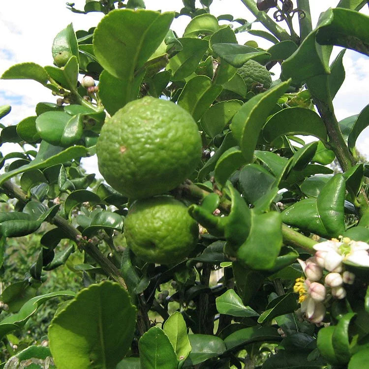 泰式檸檬 | 卡菲爾萊姆葉 | 泰國檸檬果 | 泰國醜檸 | 嫁接法長得快 | 陽光植物