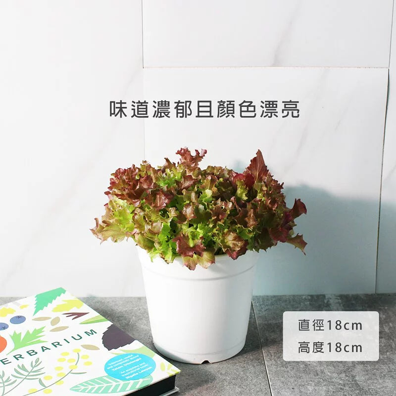 萵苣|生菜 | 食用蔬菜 | 漢堡、沙拉、牛排都可以搭配 | 陽光植物