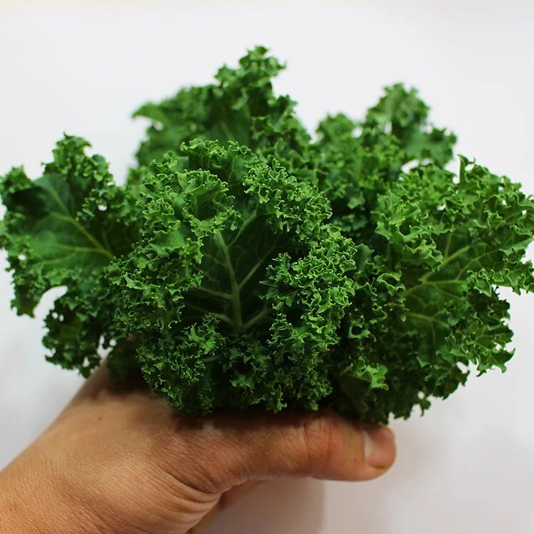 捲葉羽衣甘藍 | 營養滿分 | 陽光植物