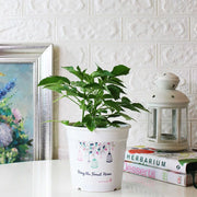 歐洲接骨木 | 歐陸傳說,重獲新生 | 西洋接骨木 | 好照顧|食用花|陽光植物