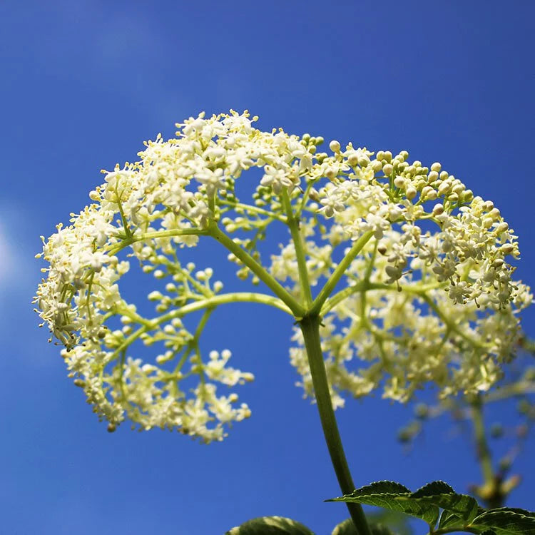 歐洲接骨木 | 歐陸傳說,重獲新生 | 西洋接骨木 | 好照顧|食用花|陽光植物