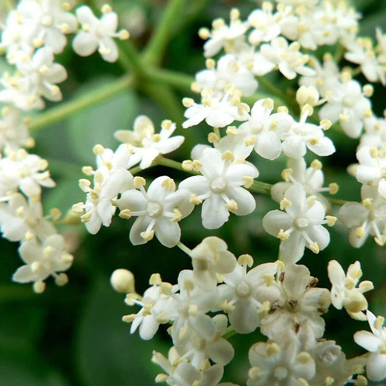 歐洲接骨木 | 歐陸傳說,重獲新生 | 西洋接骨木 | 好照顧|食用花|陽光植物