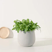 金盞花 | 金盞菊 | 開花中 | 可做浸泡油 | 花和葉都可以食用 | 食用花 | 花色隨機出貨 | 陽光植物