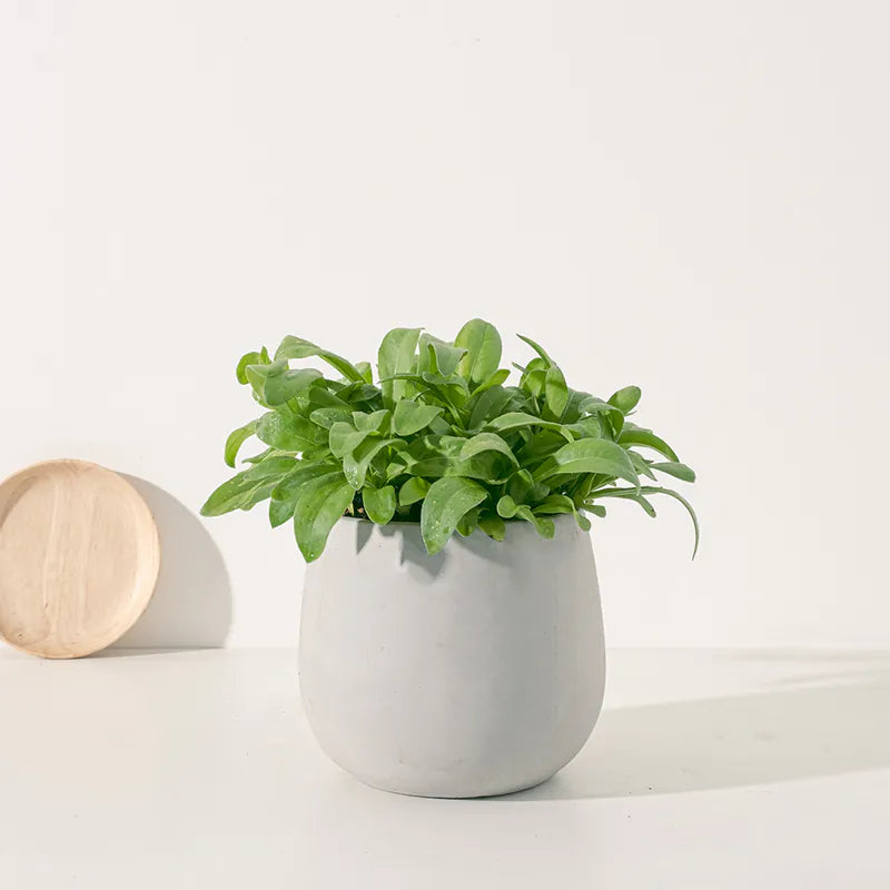 金盞花 | 金盞菊 | 開花中 | 可做浸泡油 | 花和葉都可以食用 | 食用花 | 花色隨機出貨 | 陽光植物