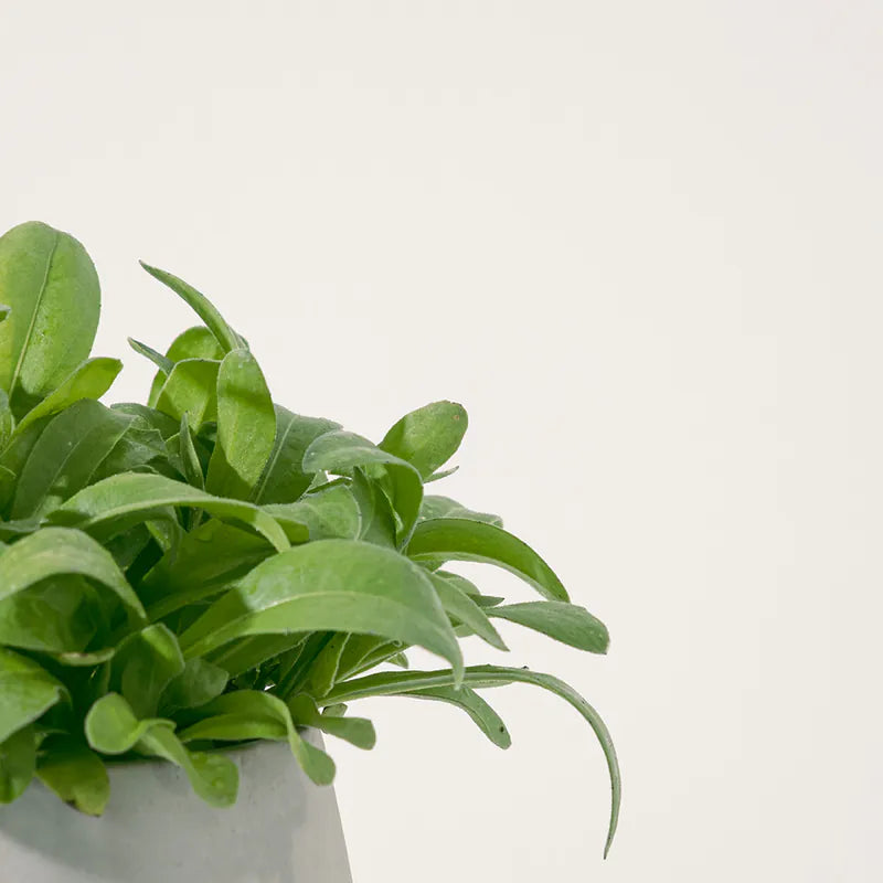 金盞花 | 金盞菊 | 開花中 | 可做浸泡油 | 花和葉都可以食用 | 食用花 | 花色隨機出貨 | 陽光植物