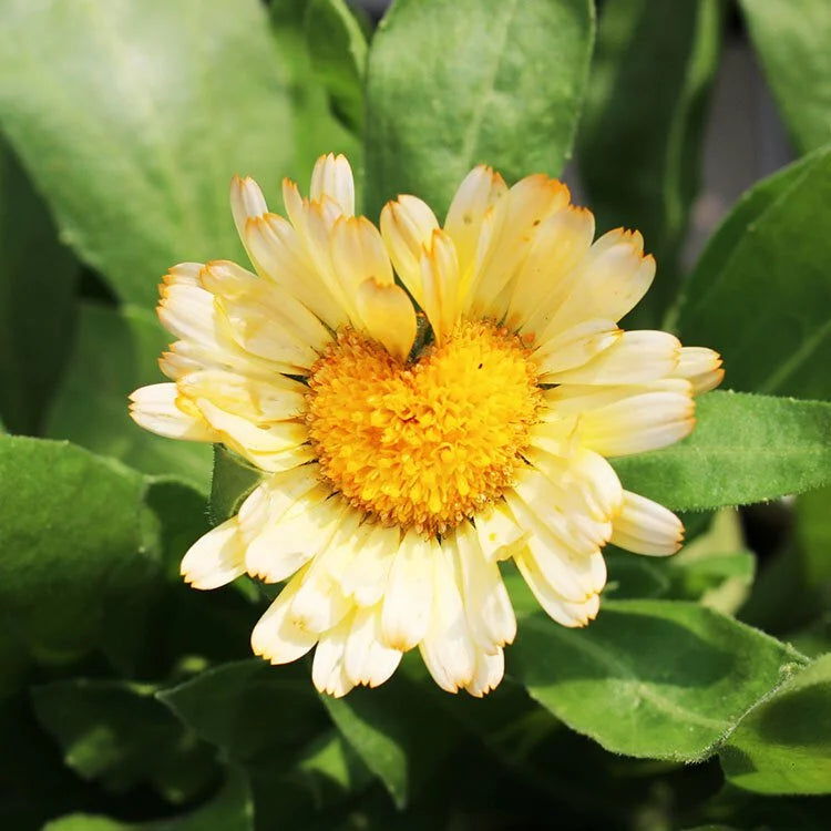 金盞花 | 金盞菊 | 開花中 | 可做浸泡油 | 花和葉都可以食用 | 食用花 | 花色隨機出貨 | 陽光植物