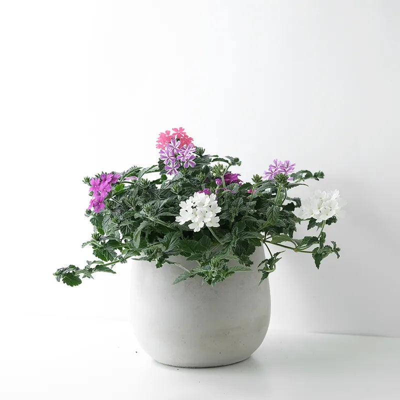 美女櫻 | 繽紛多色 | 花園馬鞭草 | 食用花 | 陽光植物