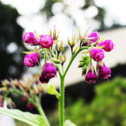 康復力 | 陽光植物