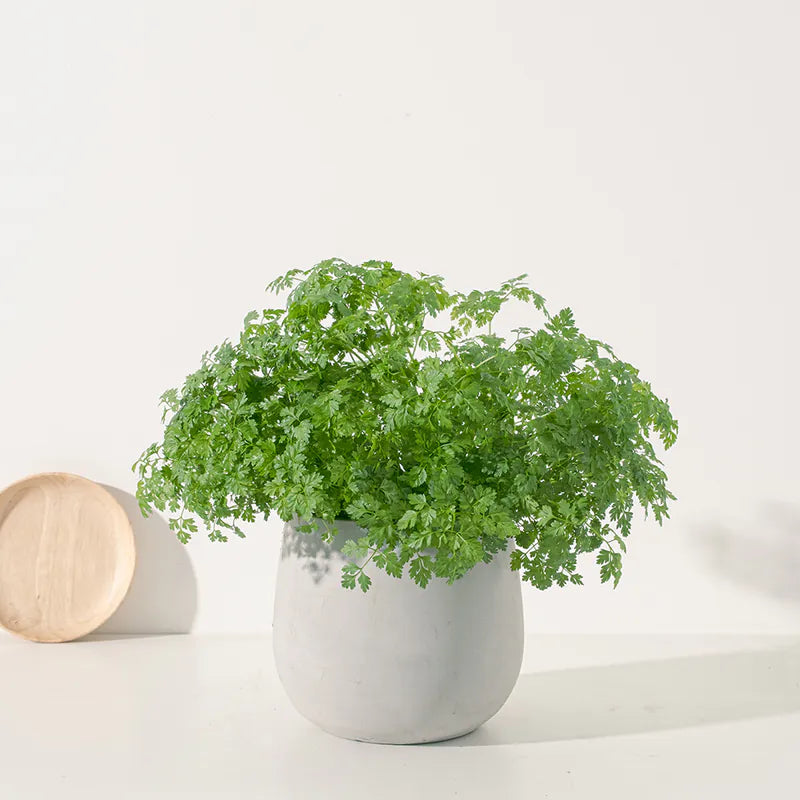 山蘿蔔 | 細葉香芹 | 有助於身體吸收維生素C | 陽光植物 | 食用花