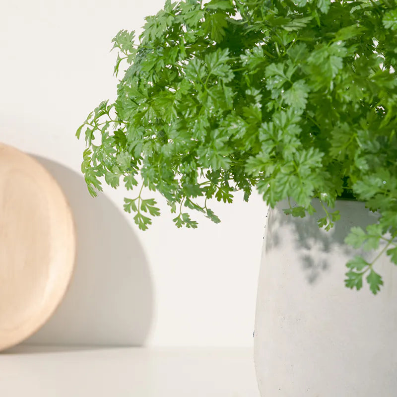 山蘿蔔 | 細葉香芹 | 有助於身體吸收維生素C | 陽光植物 | 食用花