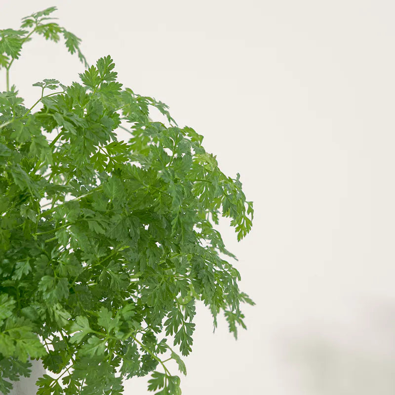 山蘿蔔 | 細葉香芹 | 有助於身體吸收維生素C | 陽光植物 | 食用花