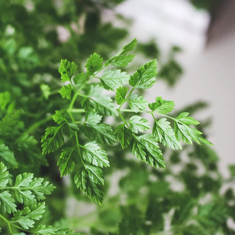 山蘿蔔 | 細葉香芹 | 有助於身體吸收維生素C | 陽光植物 | 食用花