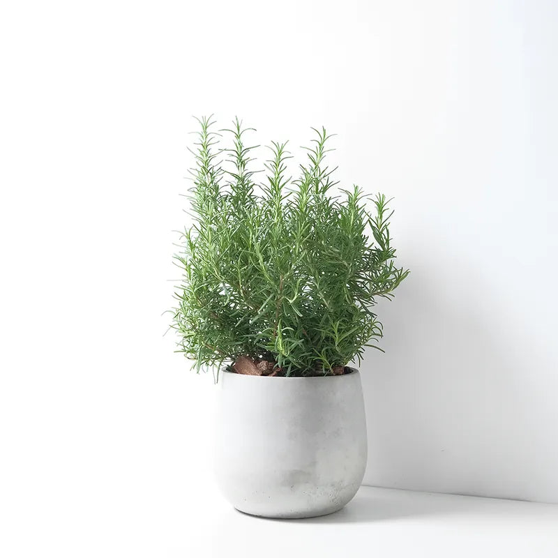 直立型迷迭香 | 最受歡迎的香料 | 牛排、馬鈴薯、烤雞 | 陽光植物