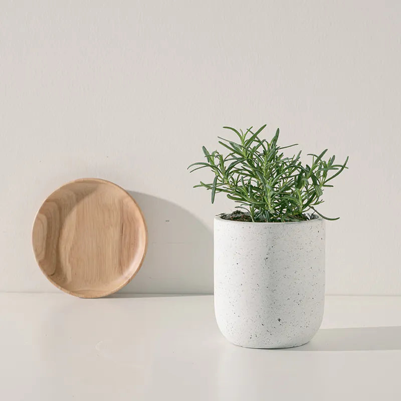 直立型迷迭香 | 最受歡迎的香料 | 牛排、馬鈴薯、烤雞 | 陽光植物