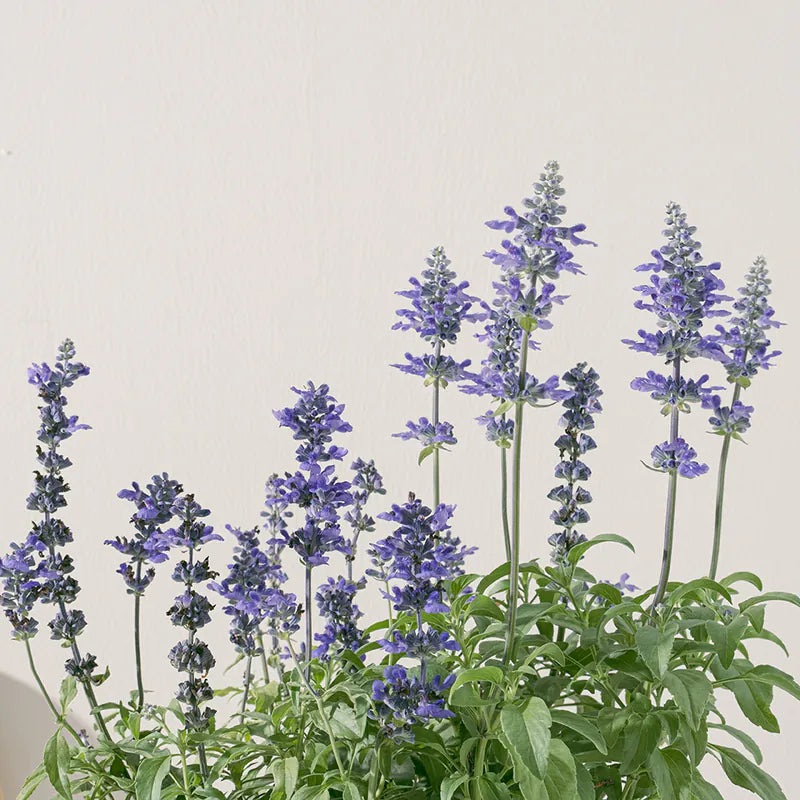 粉萼鼠尾草 | 深藍花束 |花園亮點 | 常開花、好照顧 | 陽光植物