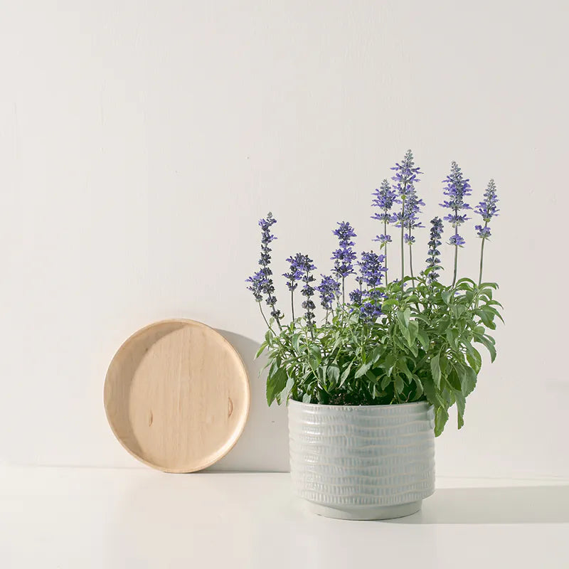 粉萼鼠尾草 | 深藍花束 |花園亮點 | 常開花、好照顧 | 陽光植物