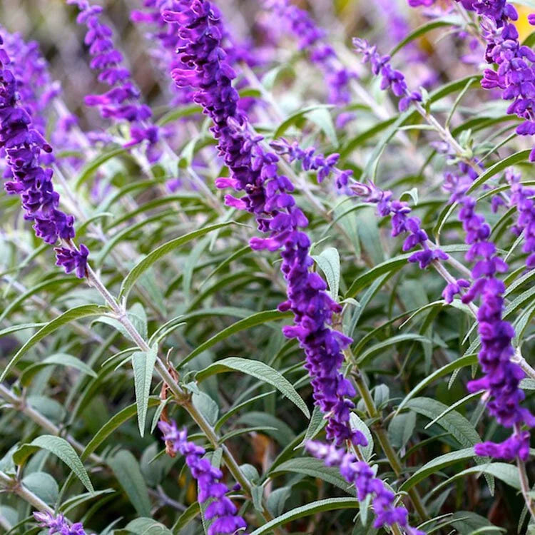 墨西哥鼠尾草 | 迷人的粉紫色花序 | 陽光植物