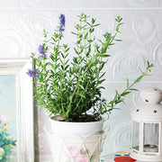 柳薄荷 | 神香草 | 海索草 | 食用花 | 陽光植物