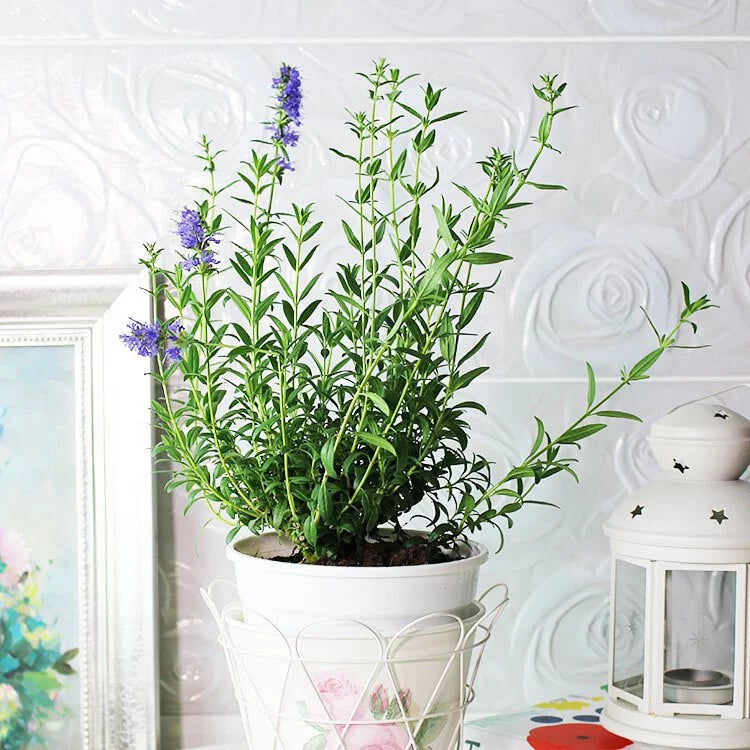 柳薄荷 | 神香草 | 海索草 | 食用花 | 陽光植物