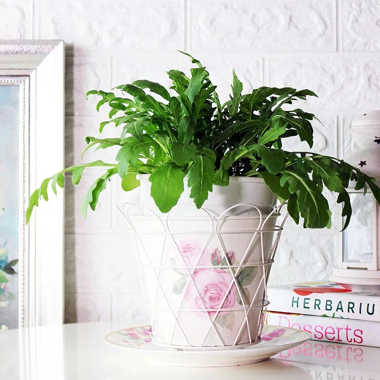 裂葉芝麻菜 | 生菜 | 食用蔬菜 | 漢堡、沙拉、牛排都可以搭配 | 陽光植物