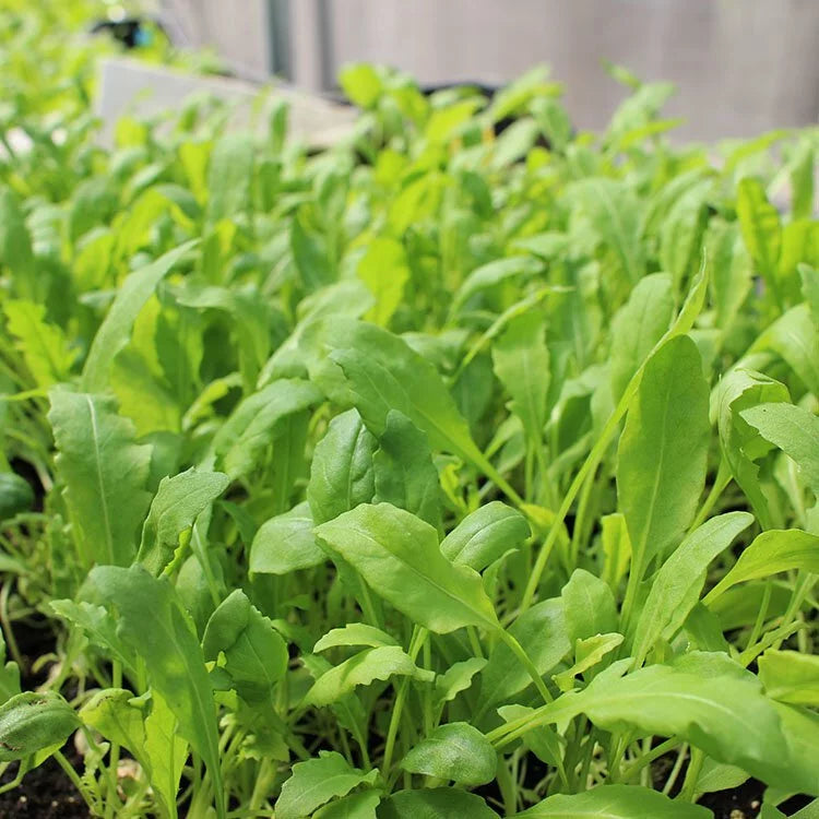 裂葉芝麻菜 | 生菜 | 食用蔬菜 | 漢堡、沙拉、牛排都可以搭配 | 陽光植物