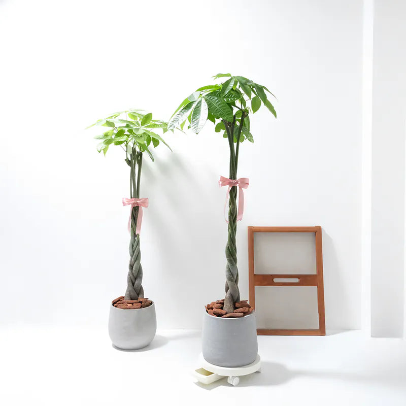 抽屜式移動式花盤|水盤|白色|可承重30公斤以內|有煞車輪|可抽取倒水不生小蟲|台灣製|小編真心推薦超好用