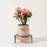 玫瑰杜鵑 | 開花期長 | 適合半日照陽台 | 比利時杜鵑 | 西洋杜鵑 | 陽光植物