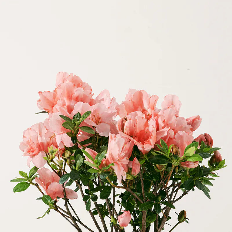 玫瑰杜鵑 | 開花期長 | 適合半日照陽台 | 比利時杜鵑 | 西洋杜鵑 | 陽光植物