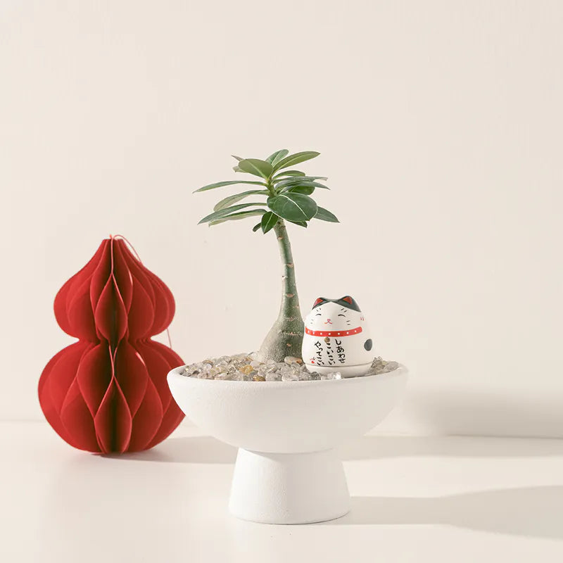 沙漠玫瑰 | 提升財富與人氣 | 天寶花 | 室內植物