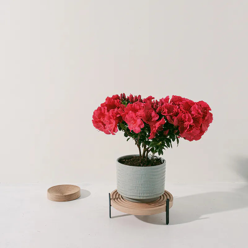 玫瑰杜鵑 | 開花期長 | 適合半日照陽台 | 比利時杜鵑 | 西洋杜鵑 | 陽光植物