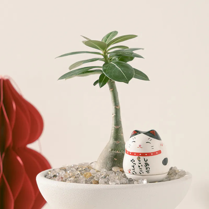 沙漠玫瑰 | 提升財富與人氣 | 天寶花 | 室內植物