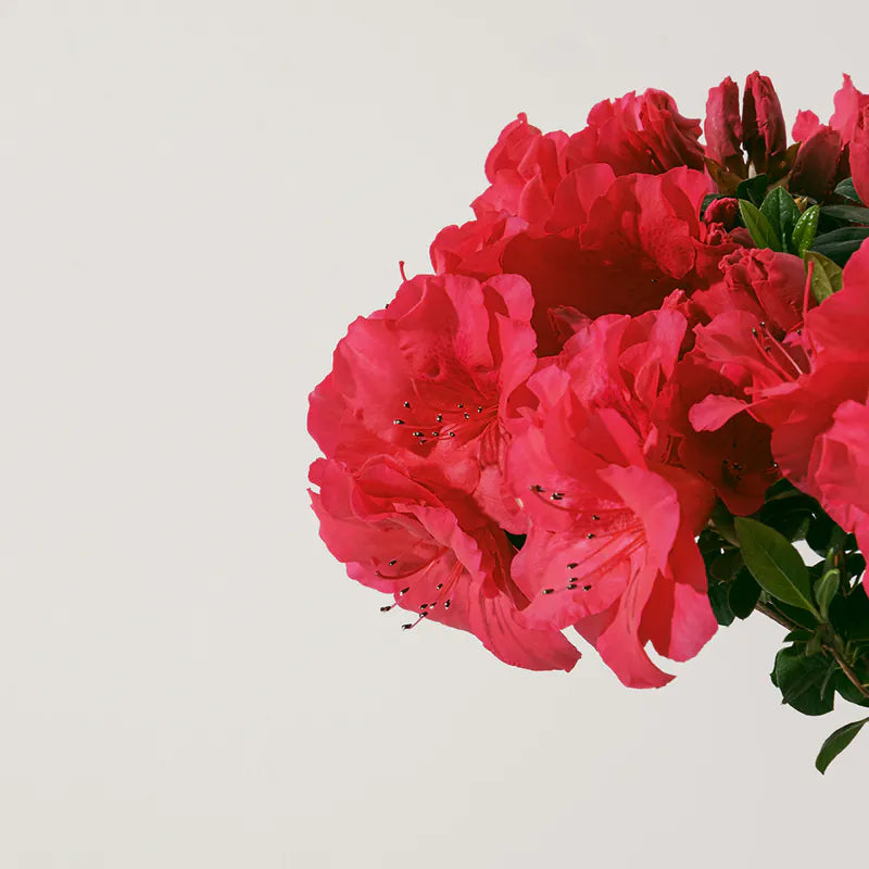 玫瑰杜鵑 | 開花期長 | 適合半日照陽台 | 比利時杜鵑 | 西洋杜鵑 | 陽光植物