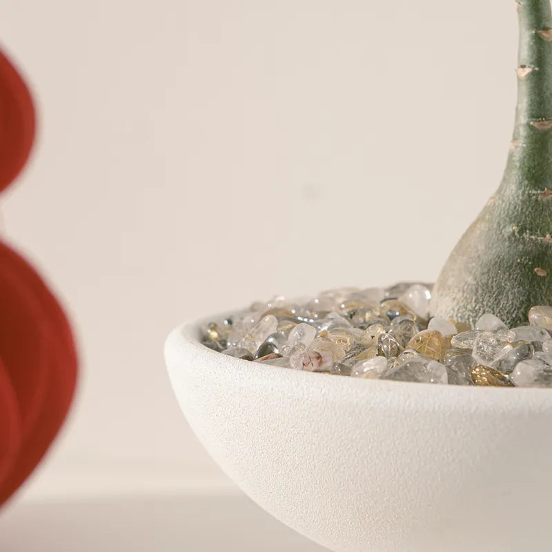 沙漠玫瑰 | 提升財富與人氣 | 天寶花 | 室內植物