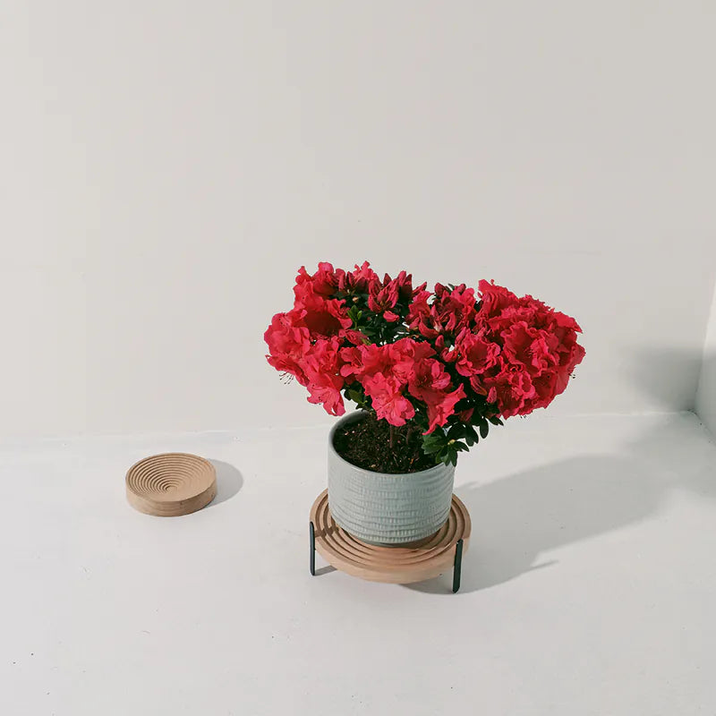 玫瑰杜鵑 | 開花期長 | 適合半日照陽台 | 比利時杜鵑 | 西洋杜鵑 | 陽光植物