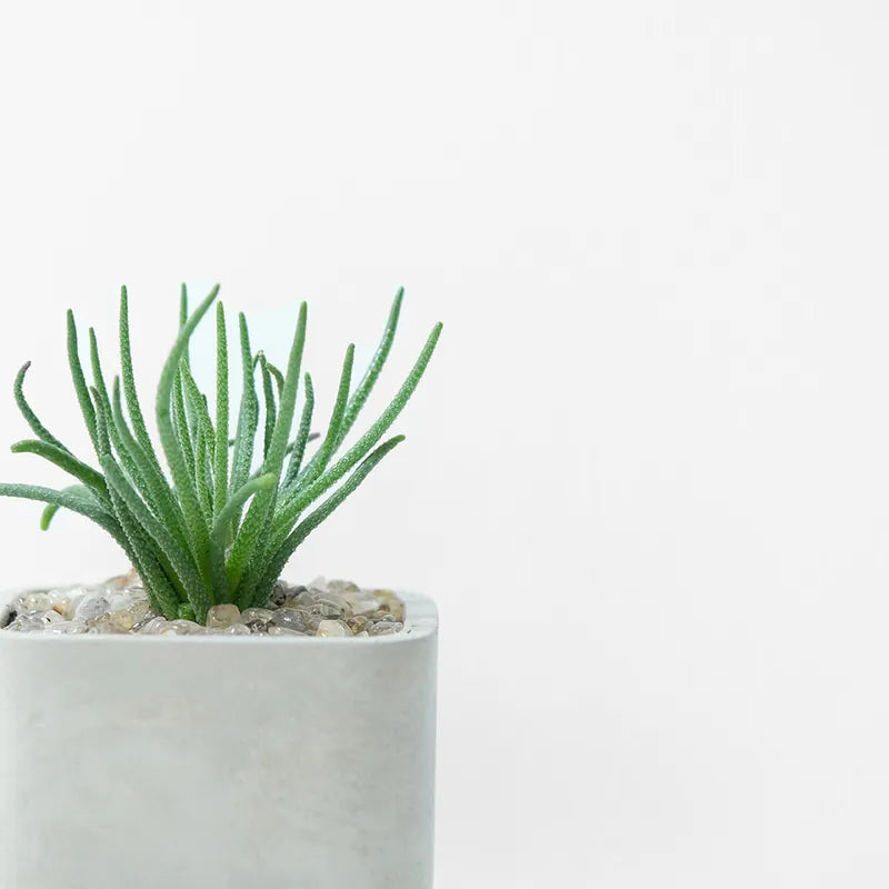 章魚觸手 | 天上的禮物 | 天賜 | 多肉植物 | 陽光植物