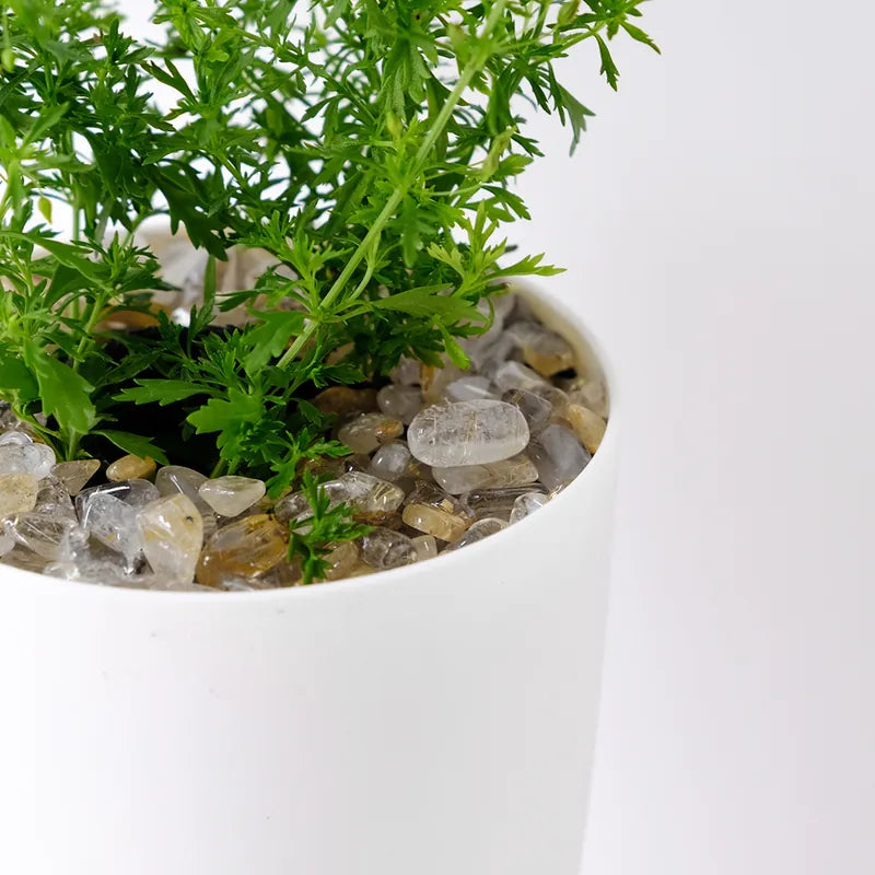 飄香草 | 水耕 | 小芭蕾短裙 | 檸檬噴霧 | 葉子有果香 | 花期長 | 無土栽培 | 陽光植物